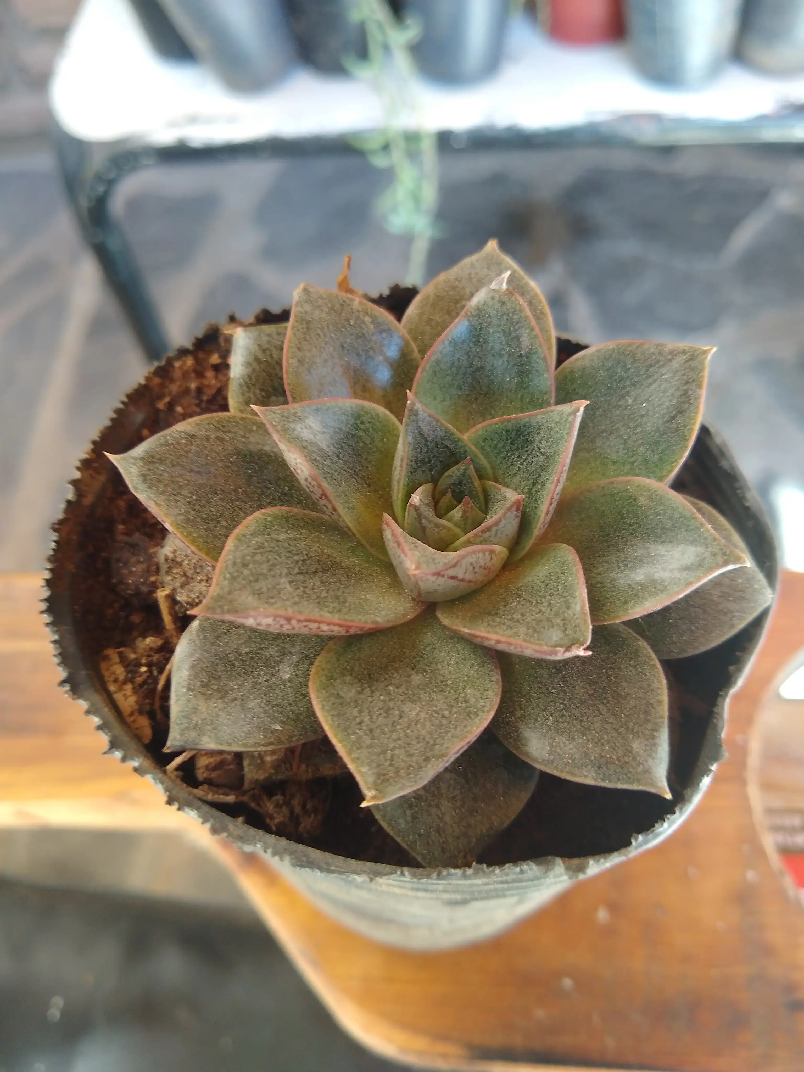 Echeverria Purpusorum (Rose)