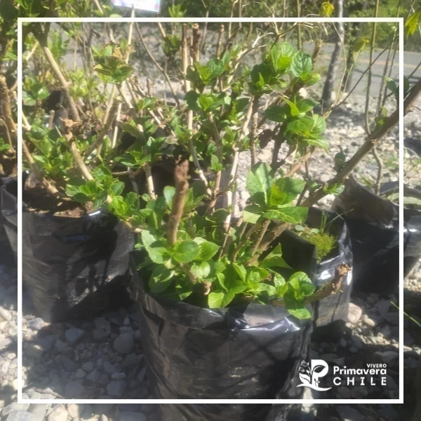 Hortensia Bol. 22 2