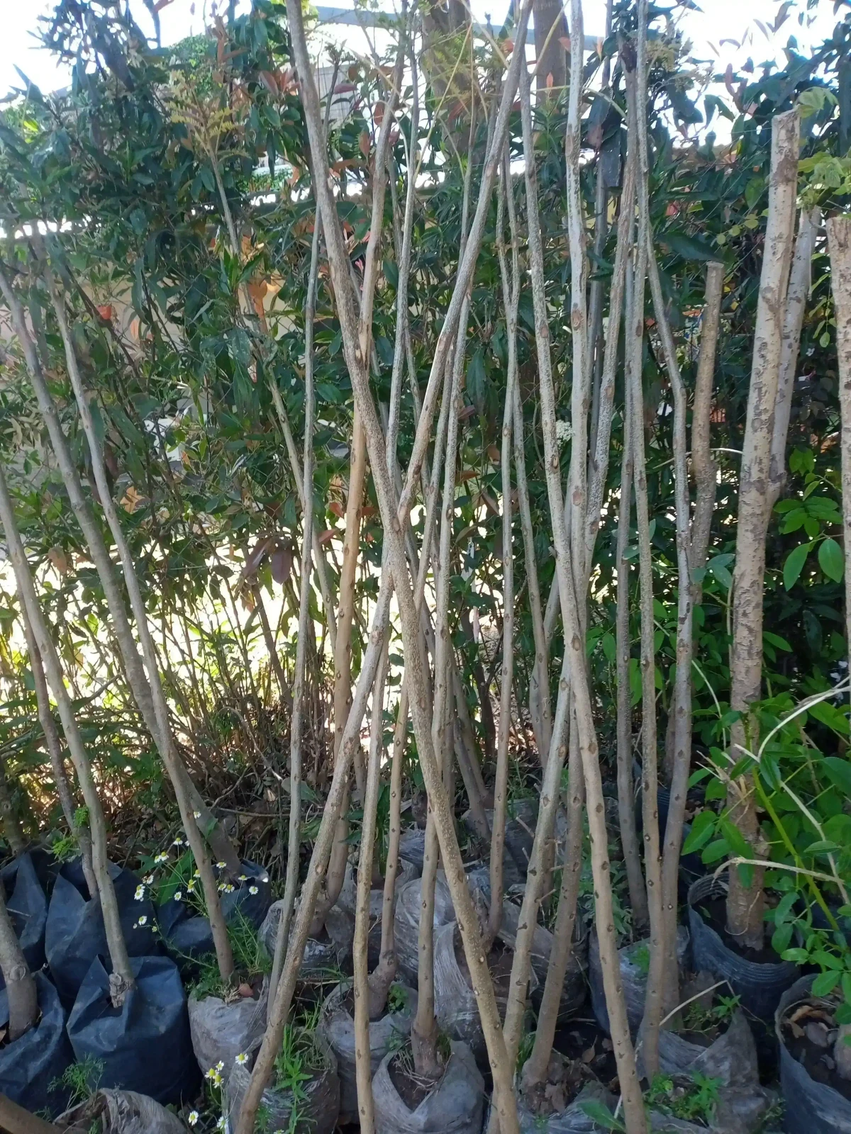 Jacaranda  2