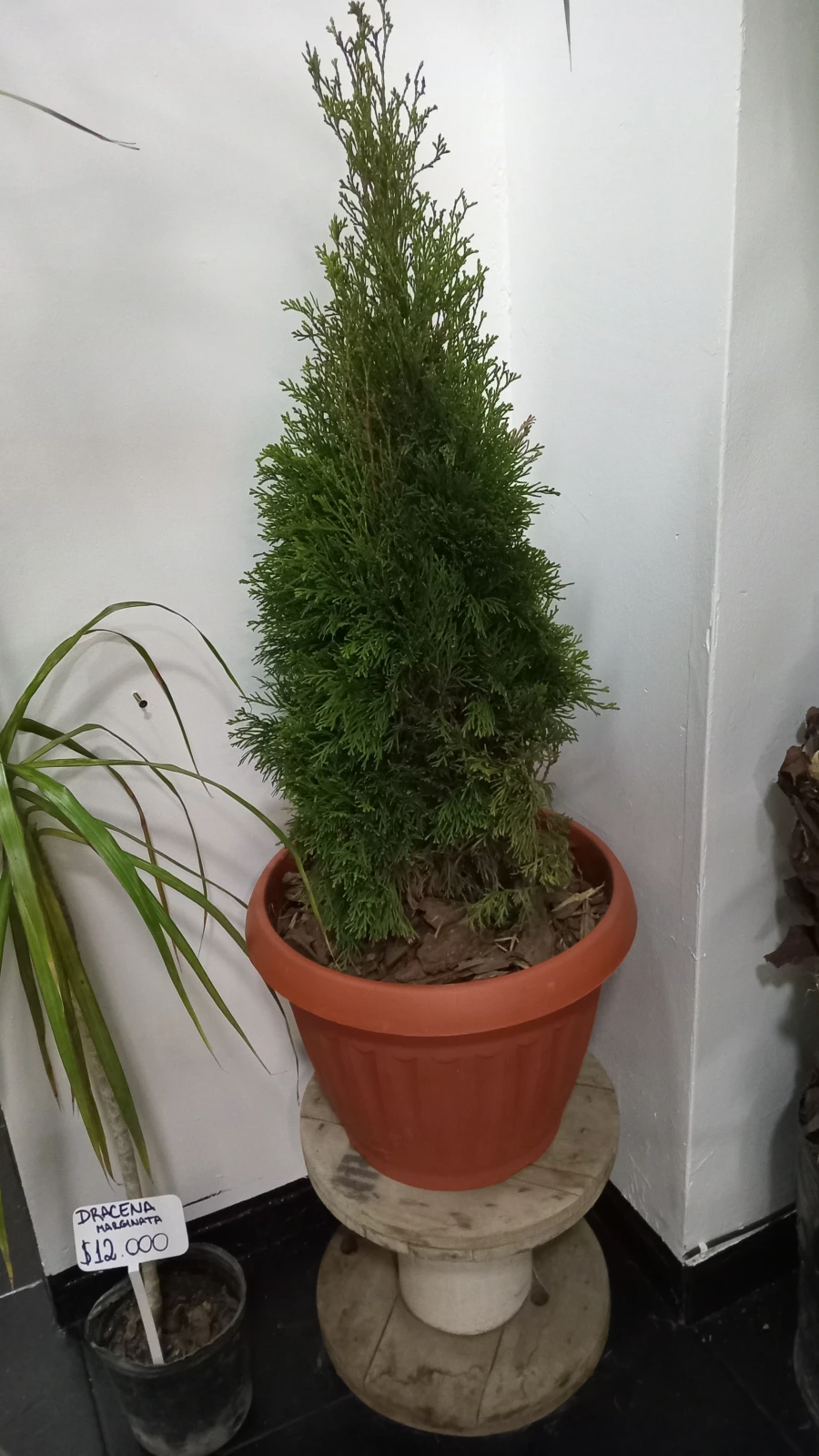 Pino Thuya Smaragd 4