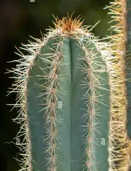 Echinopsis pachanoi 3