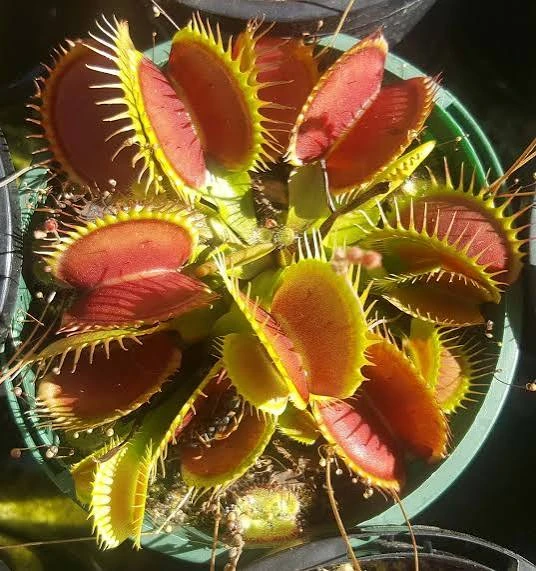 Planta Carnivora Atrapamoscas 2