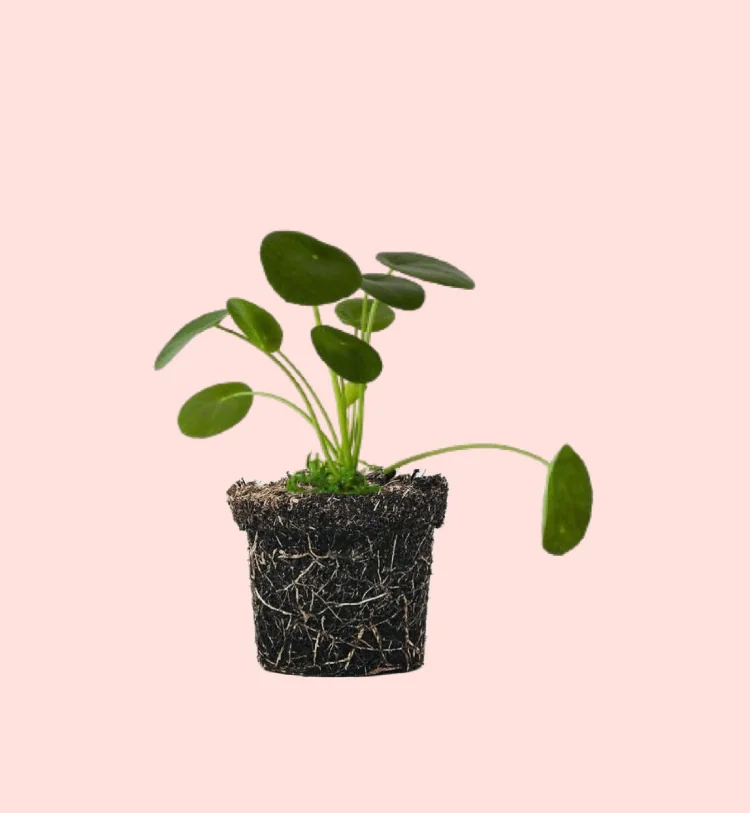 PILEA PEPEROMIOIDES 