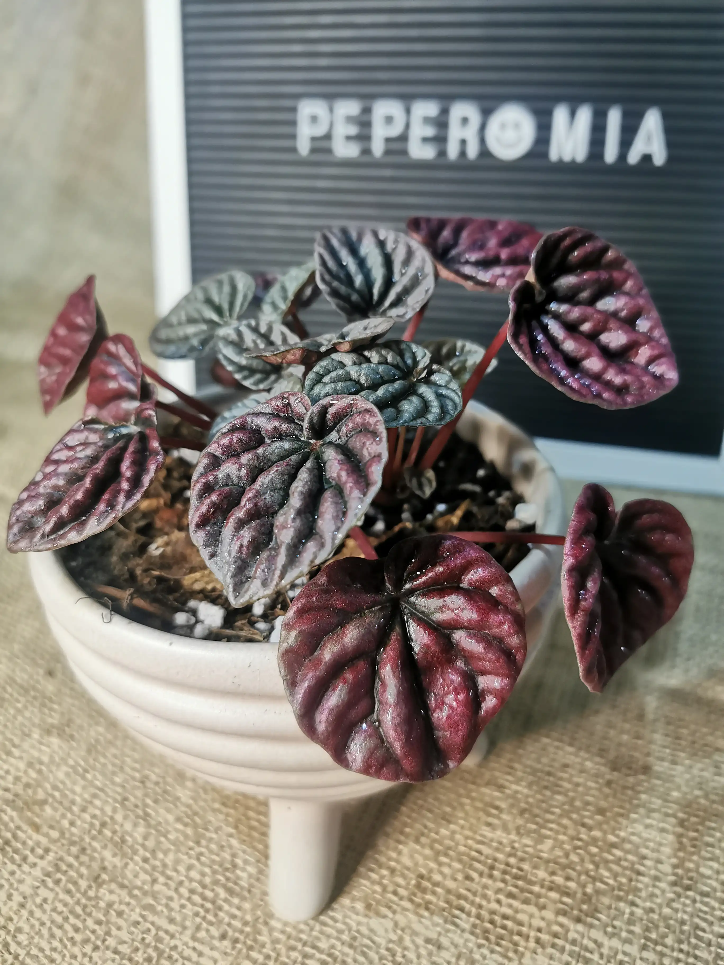 PEPEROMIA CAPERATA