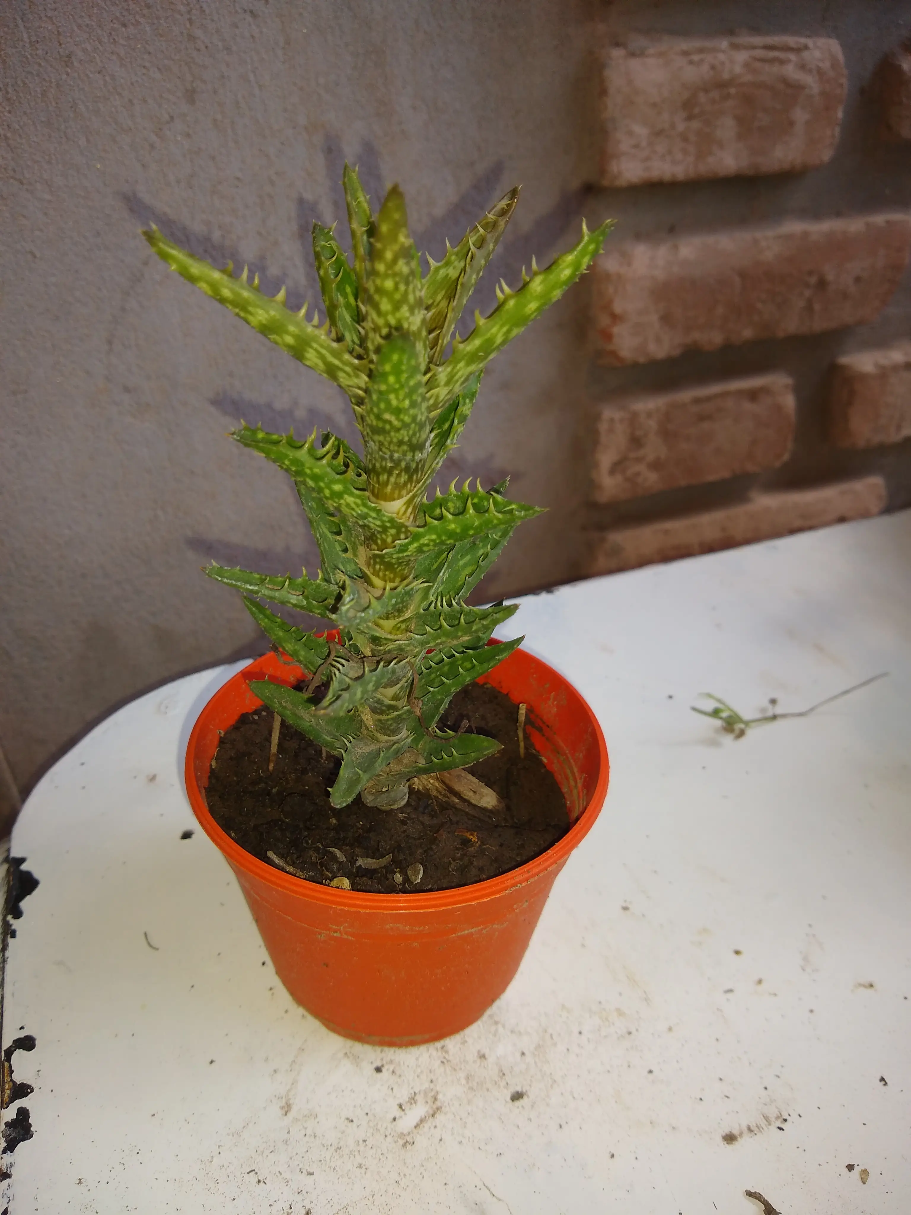 Aloe Diente de Tigre (Aloe Juvenna)