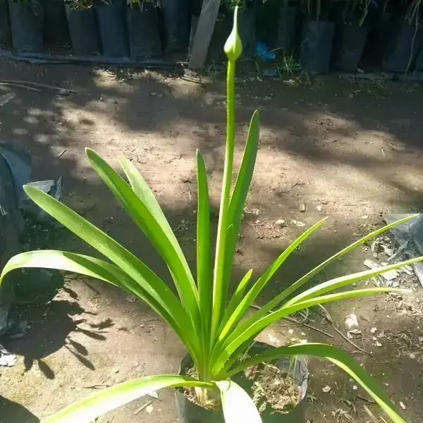 Agapanto  2