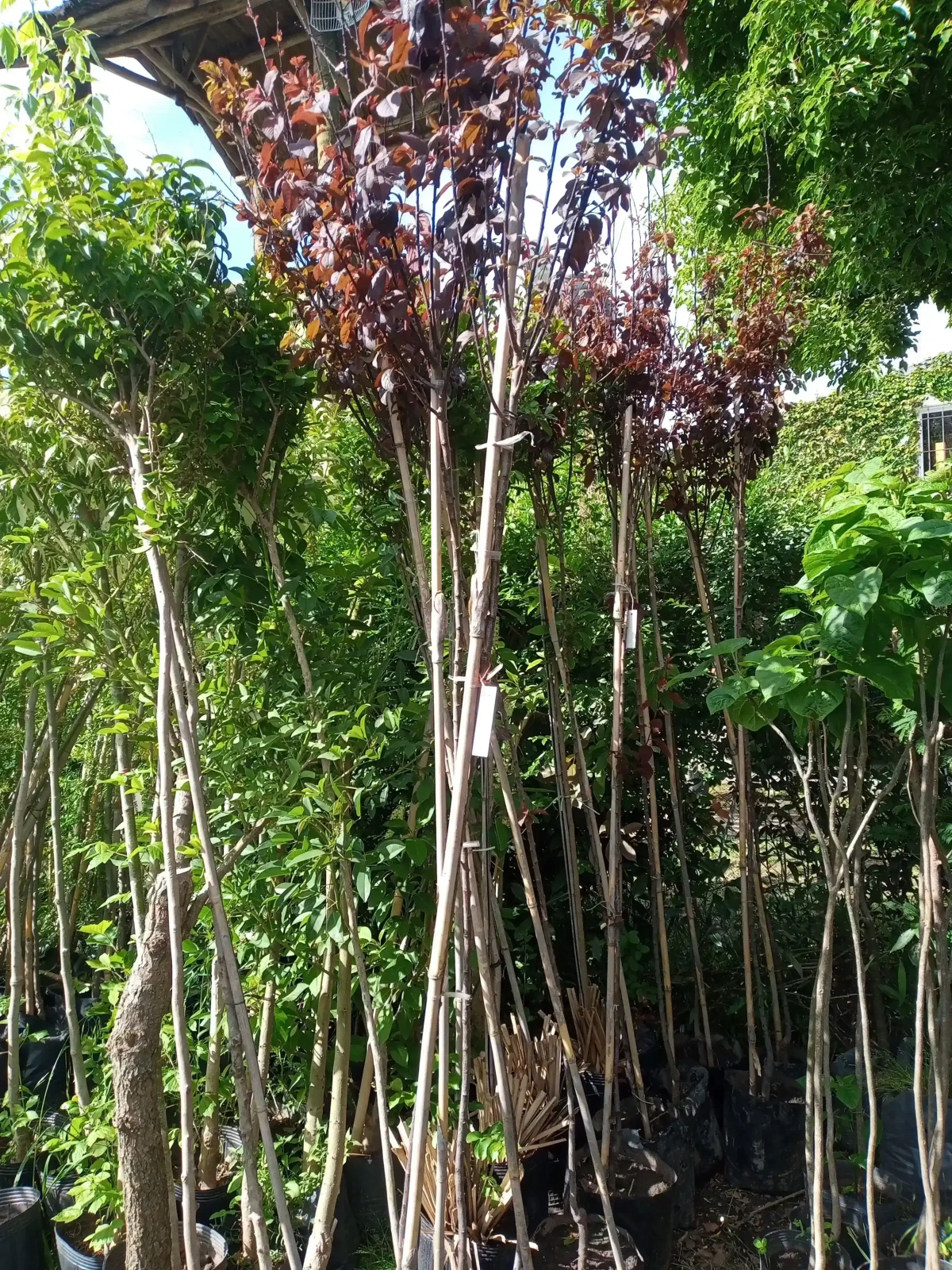 Prunus pisardi grande 2