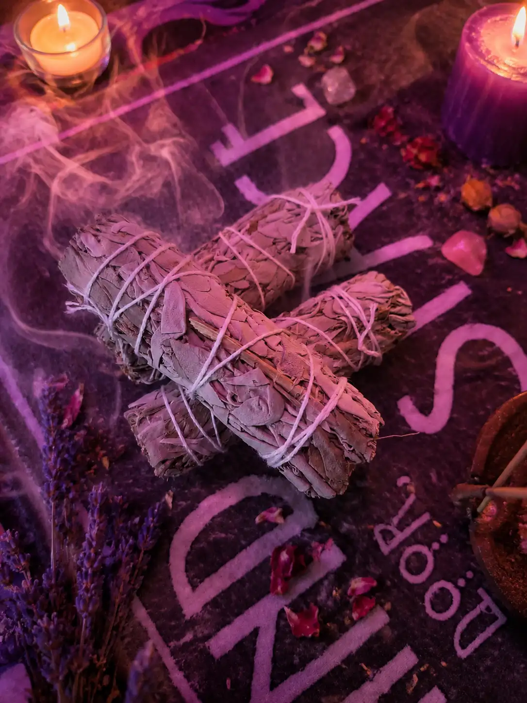 Salvia