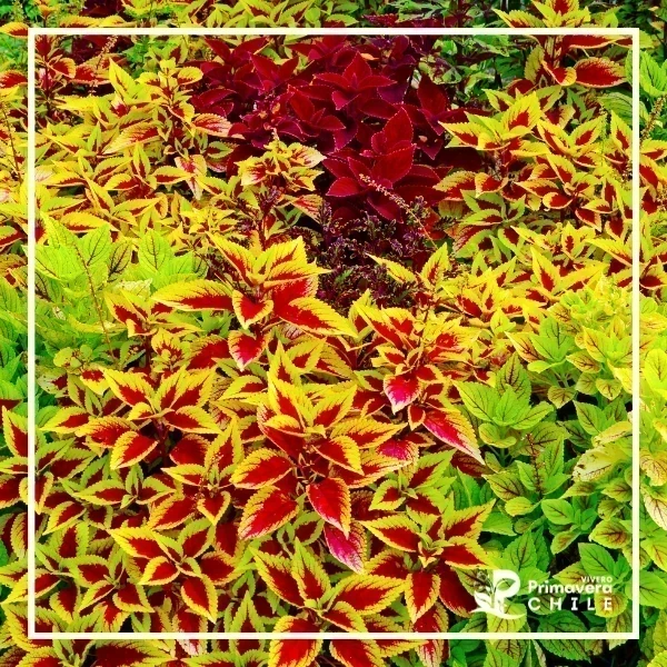 Coleus (Plectranthus scutellarioides)&nbsp;
