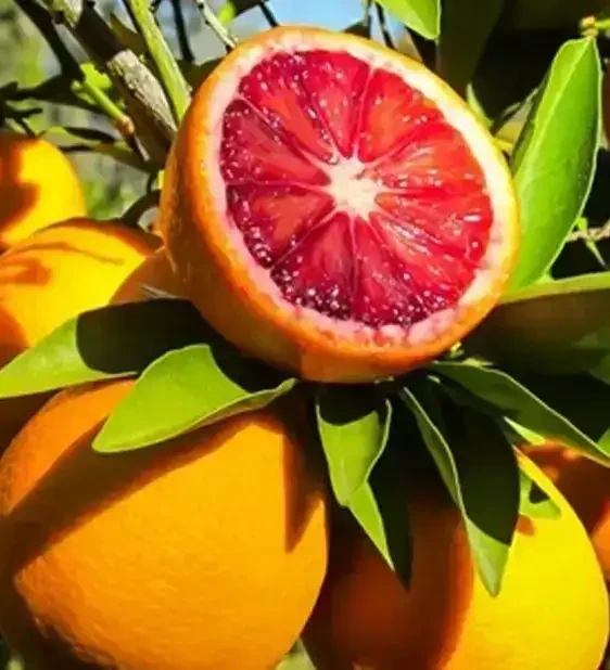 Naranja Sanguínea 
