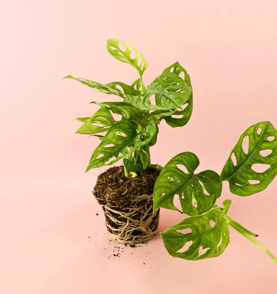 MONSTERA ADANSONII