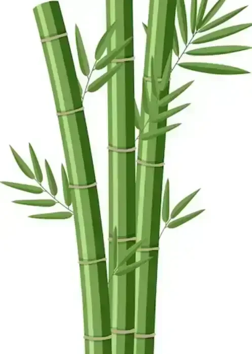 Planta Caña de Bambú