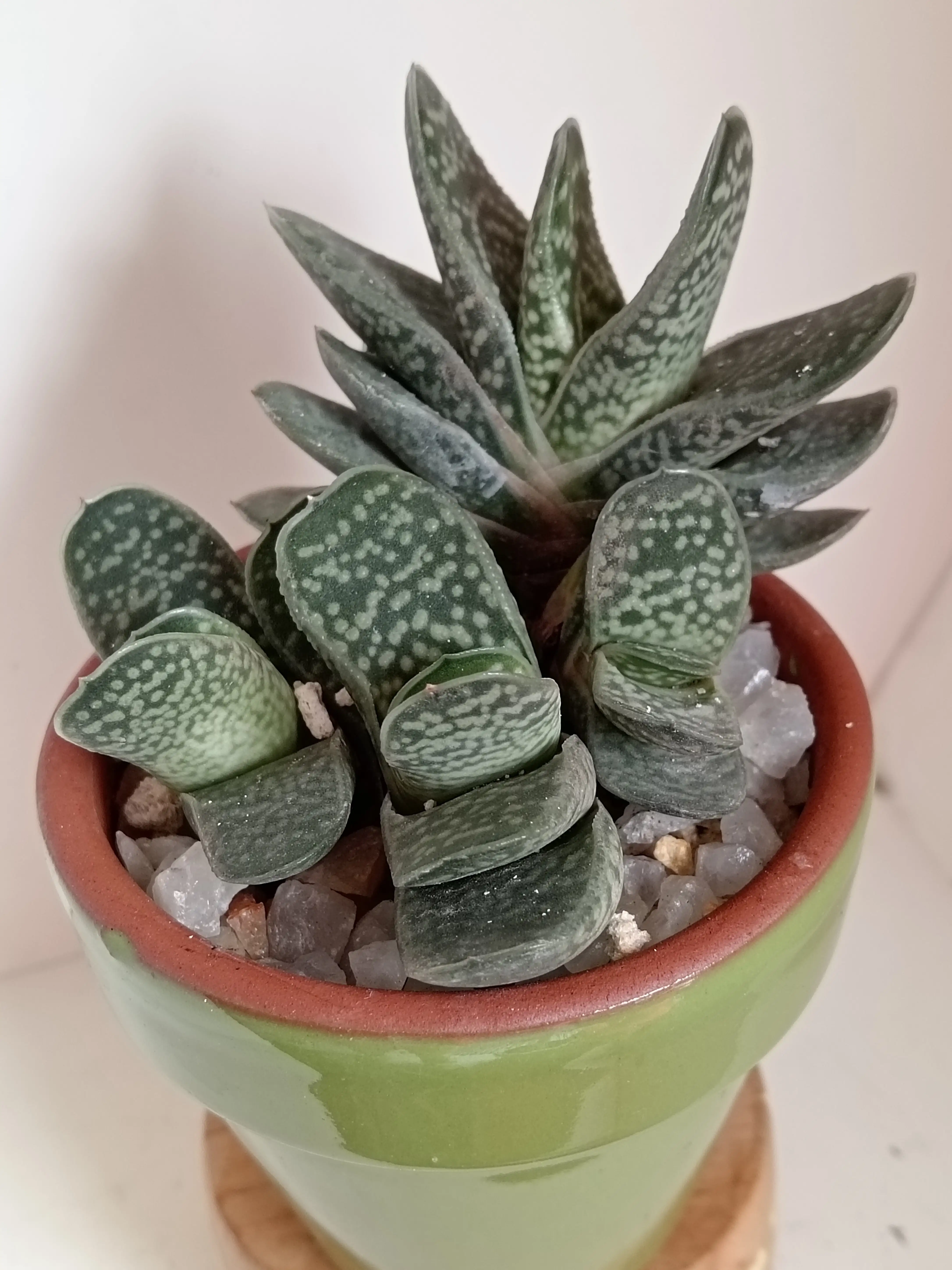 Suculenta Masetas ceramica