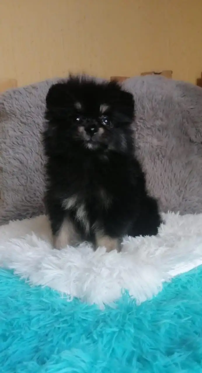 Pomerania Hembra 💜 3