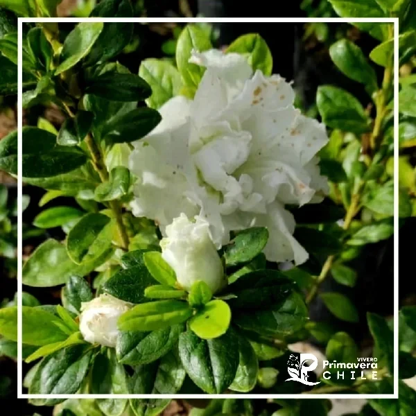 Azalea Pax
