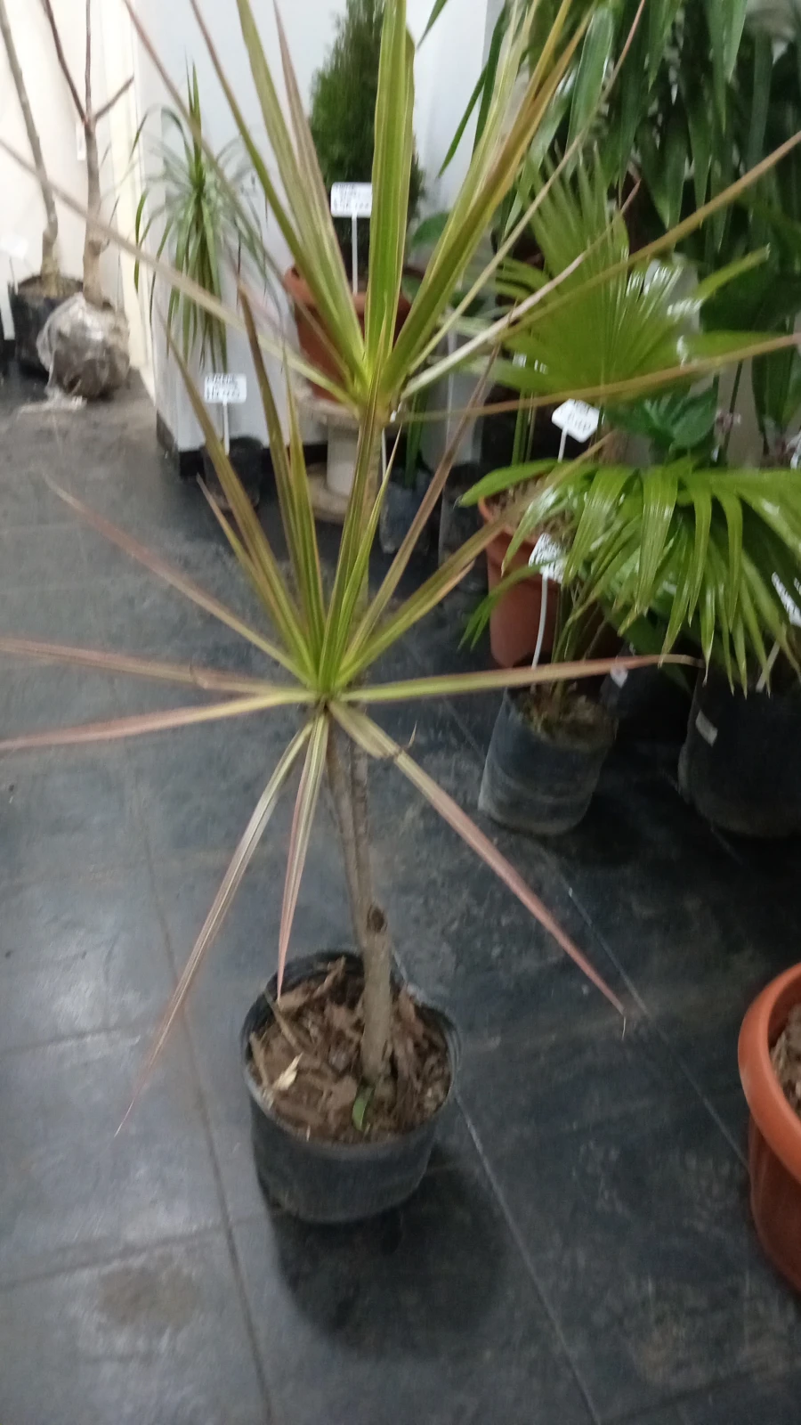 Dracena Multicolor  3