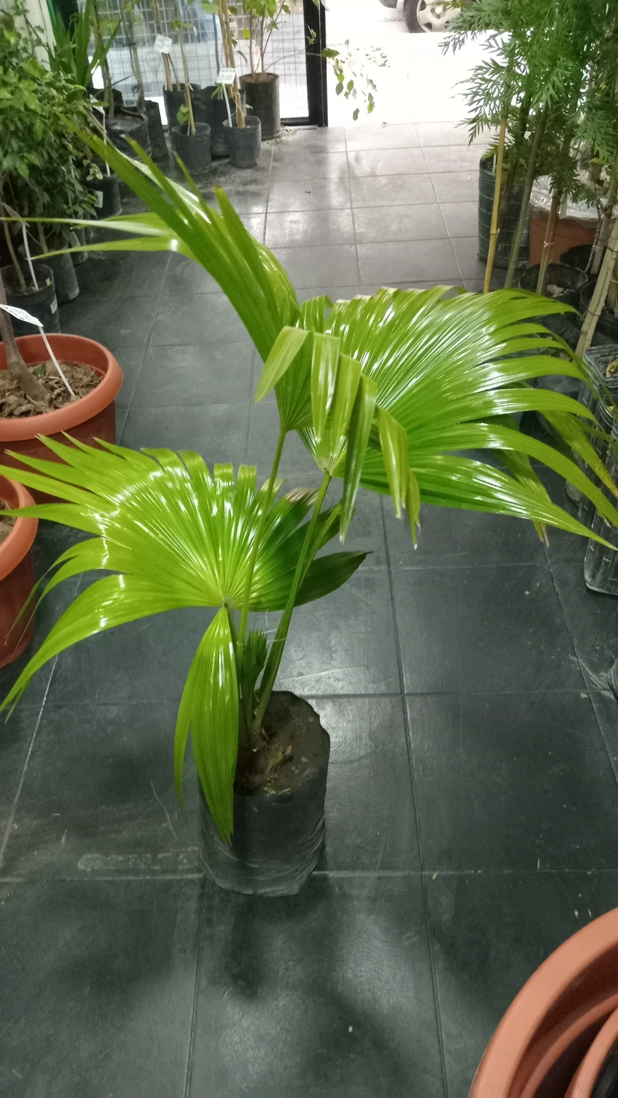 Whashingtonia 120cm 4