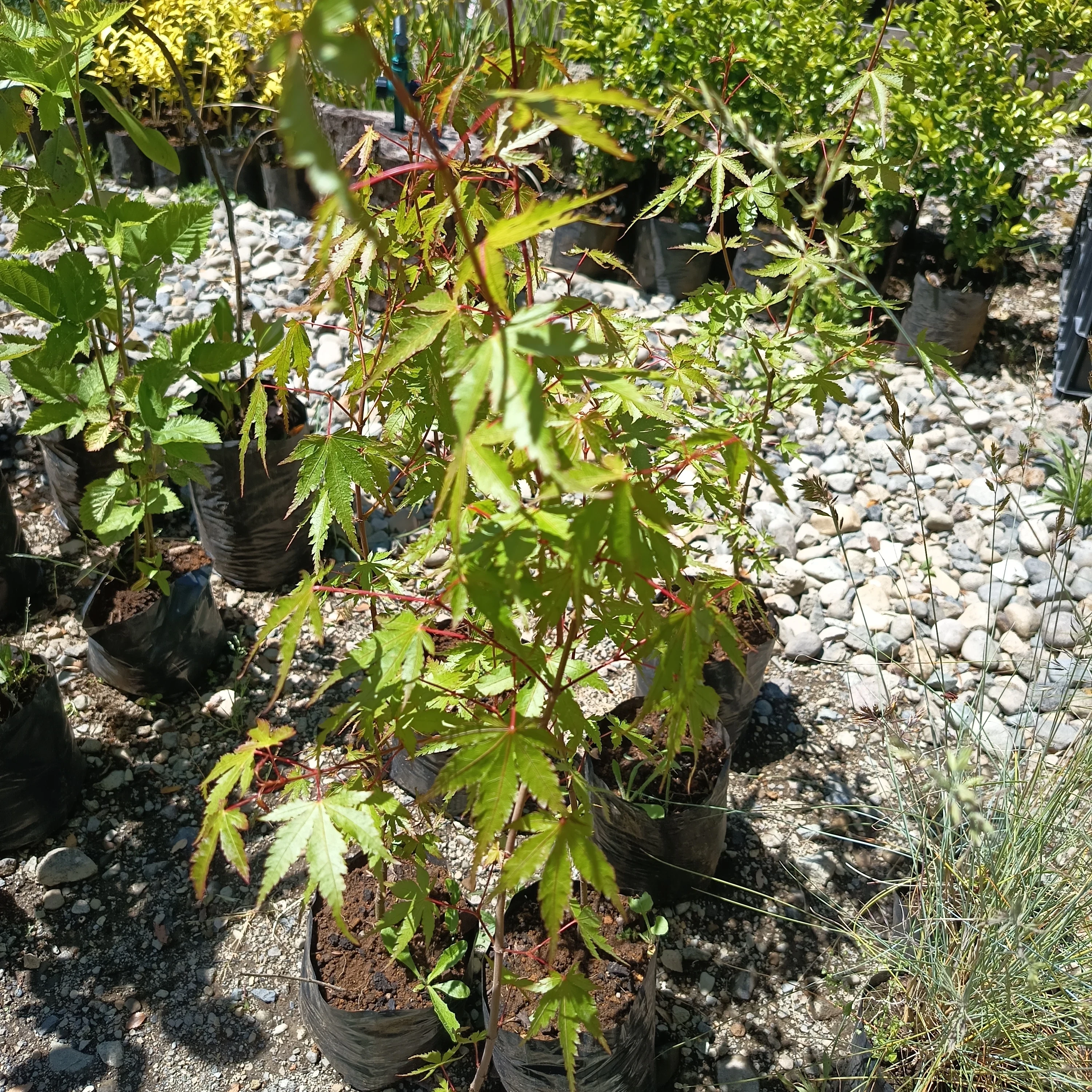 Acer Japónico 2
