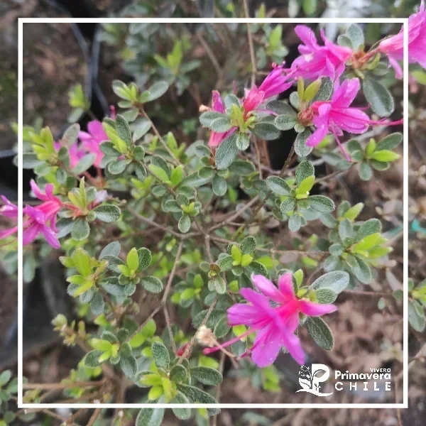 Azalea Multiflora Enana Doble