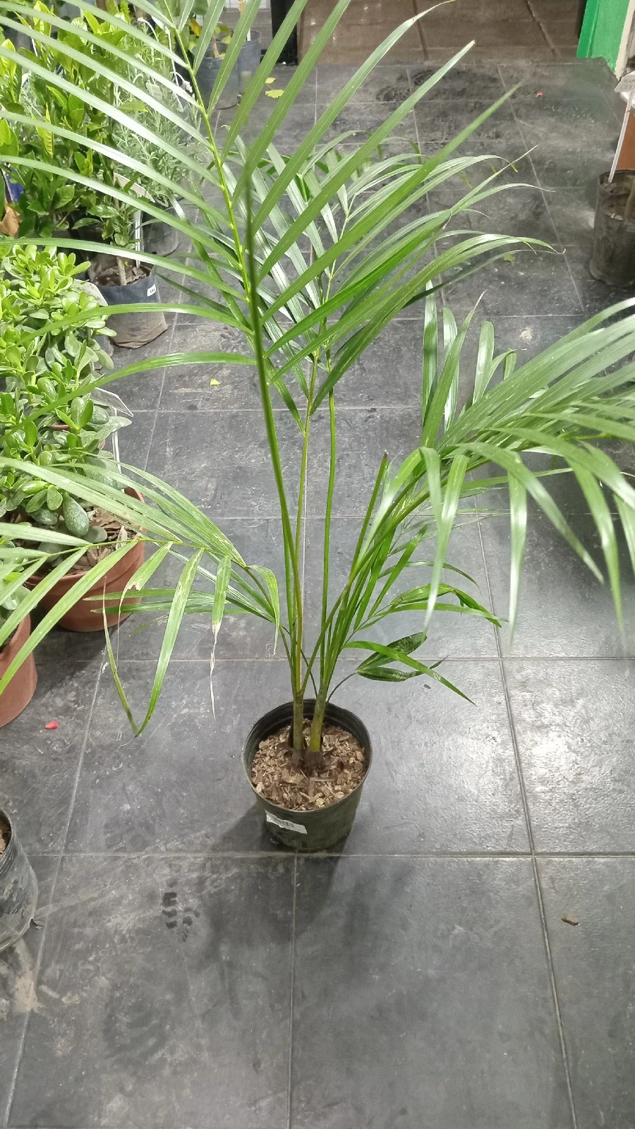 Areca 2