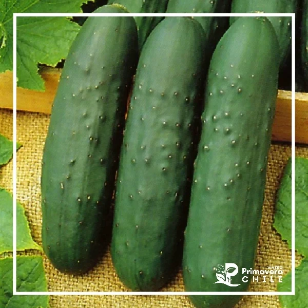 Semillas Pepino Marketmore