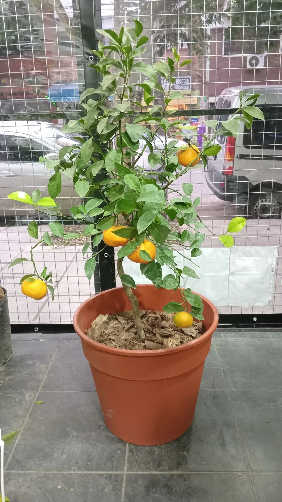 Mandarina Dancy Enana c/maceta 2
