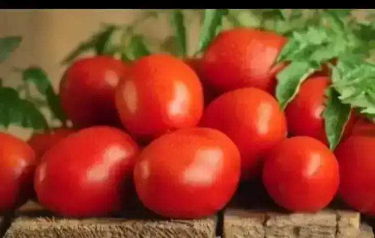 Caja de tomate de primera (30 libras )