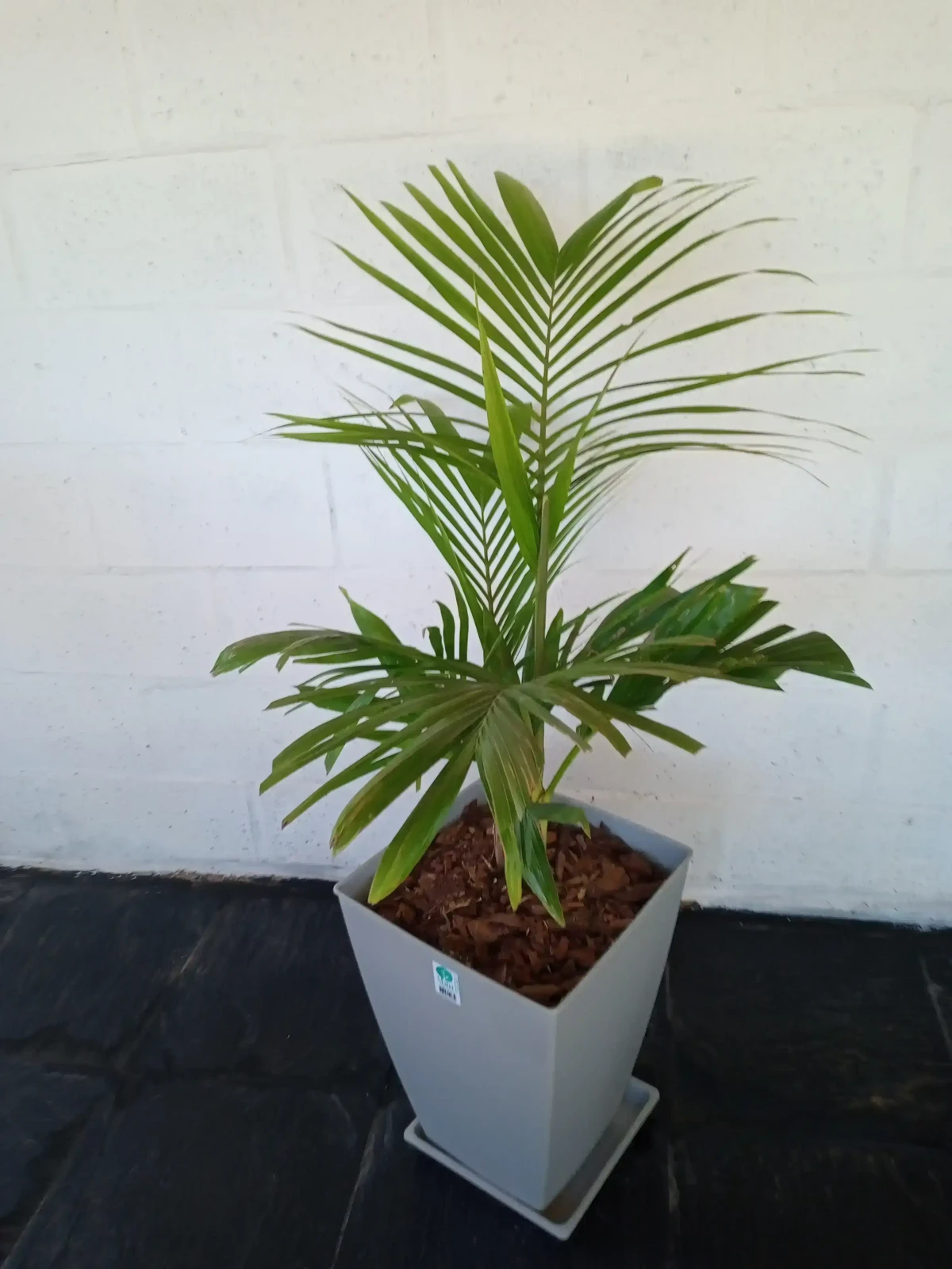 Palmera Seafortia en Maceta 2