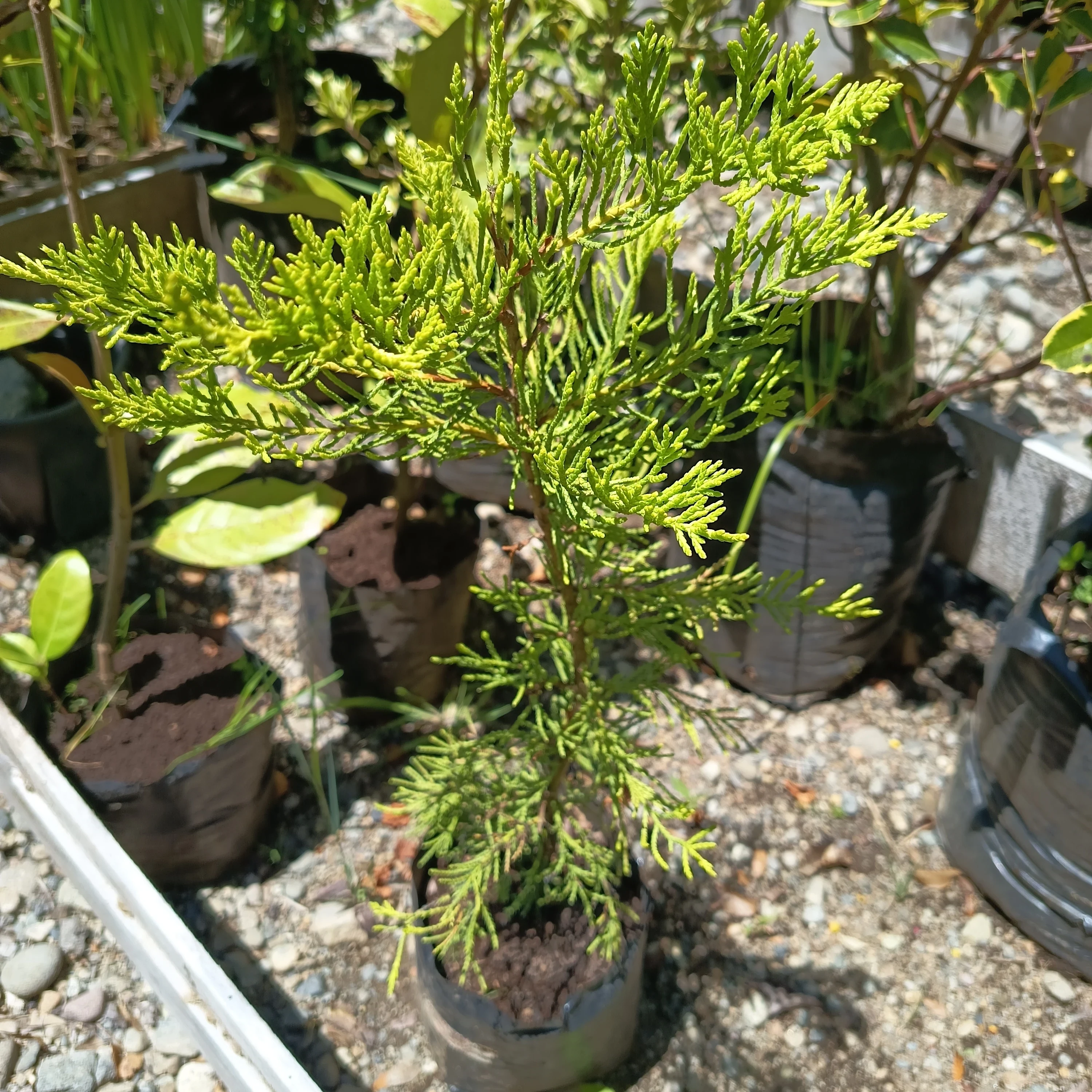 Cipres (Cupressus)