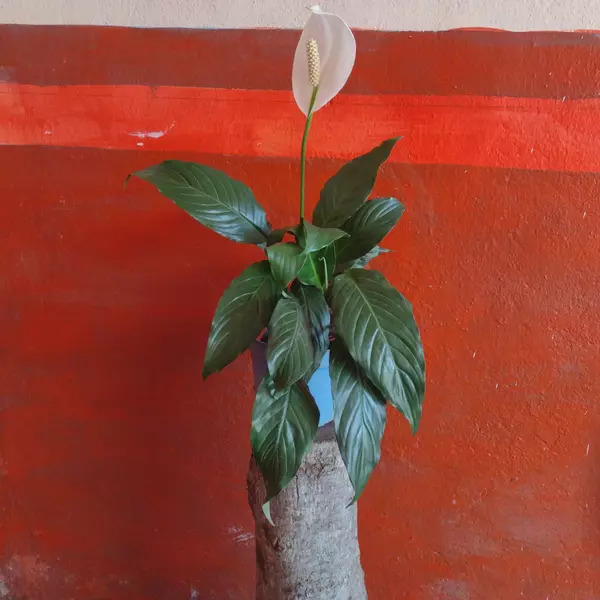 Cuna de moises