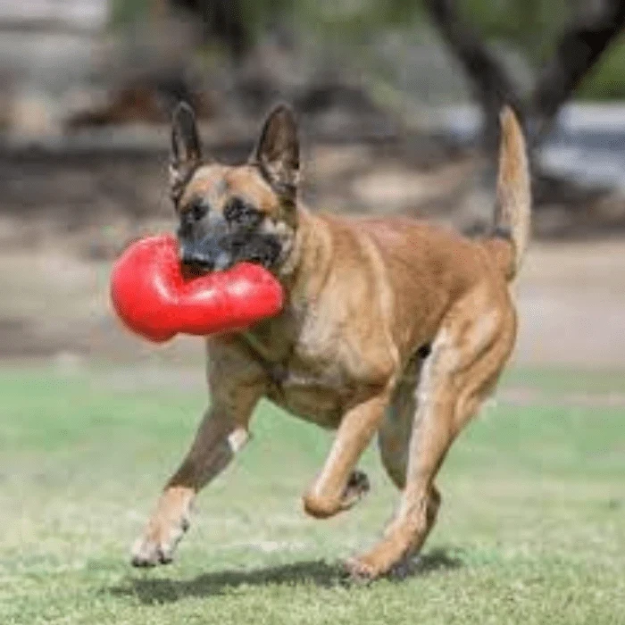 KONG Bounzer LARGE 3