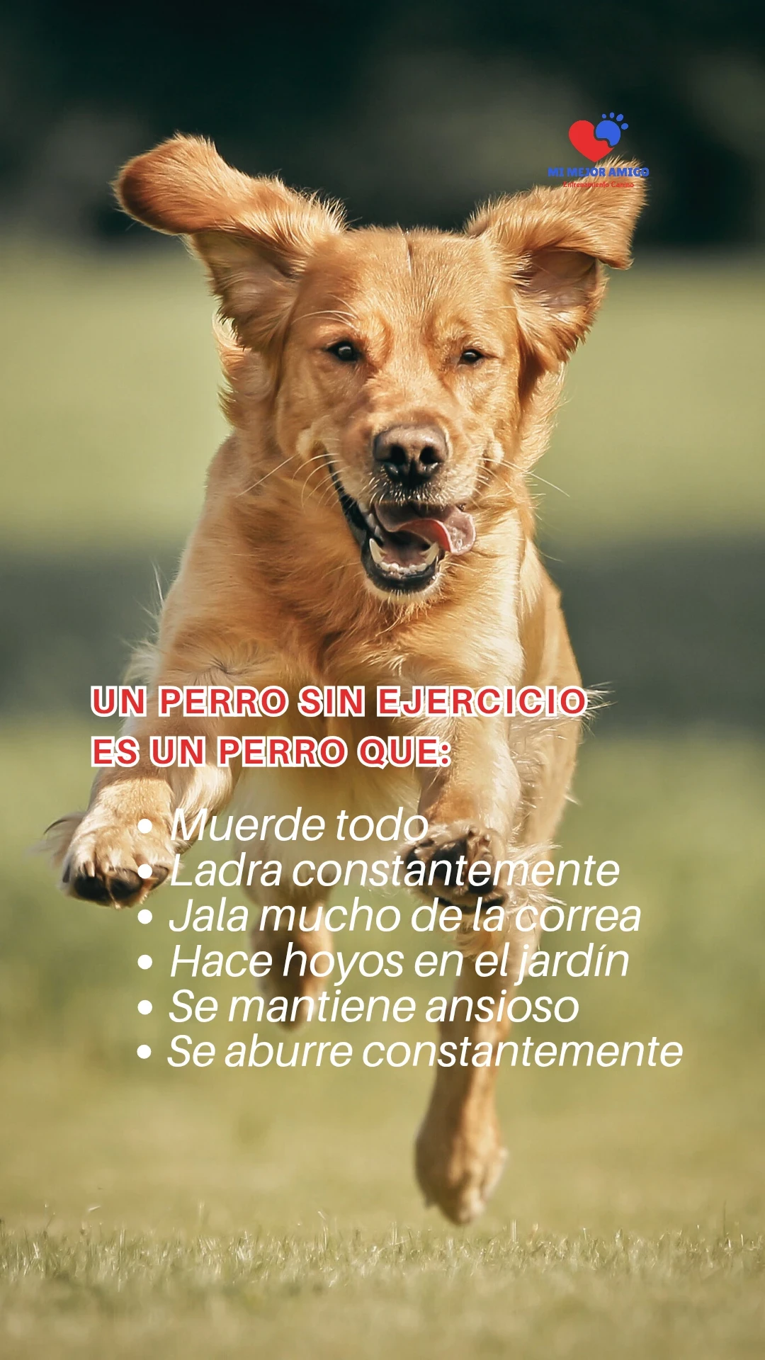 DOG GYM  3
