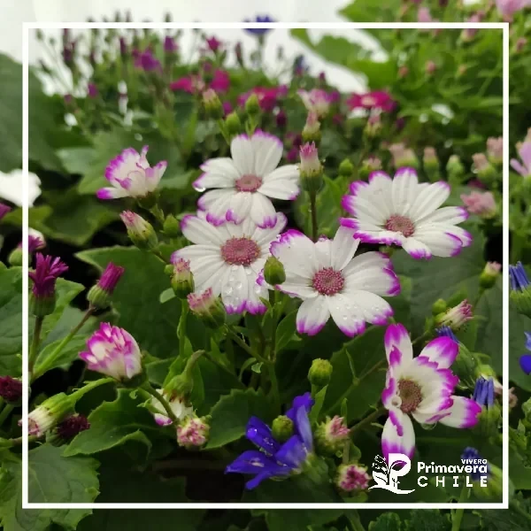 Cineraria Ángel 