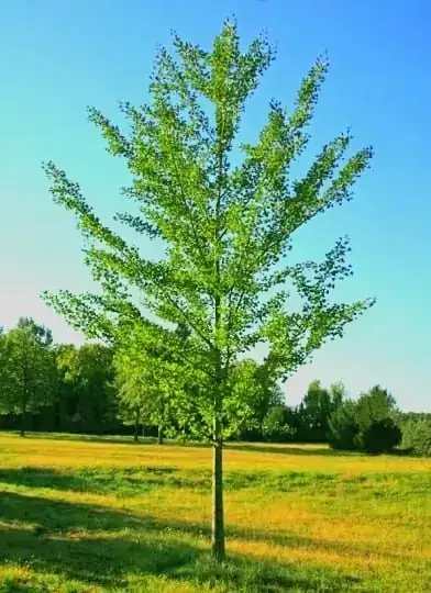 Ginkgo Biloba 2