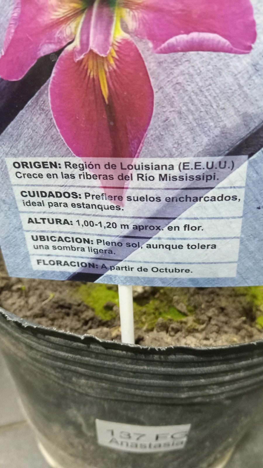 Lirio de los alpes 4