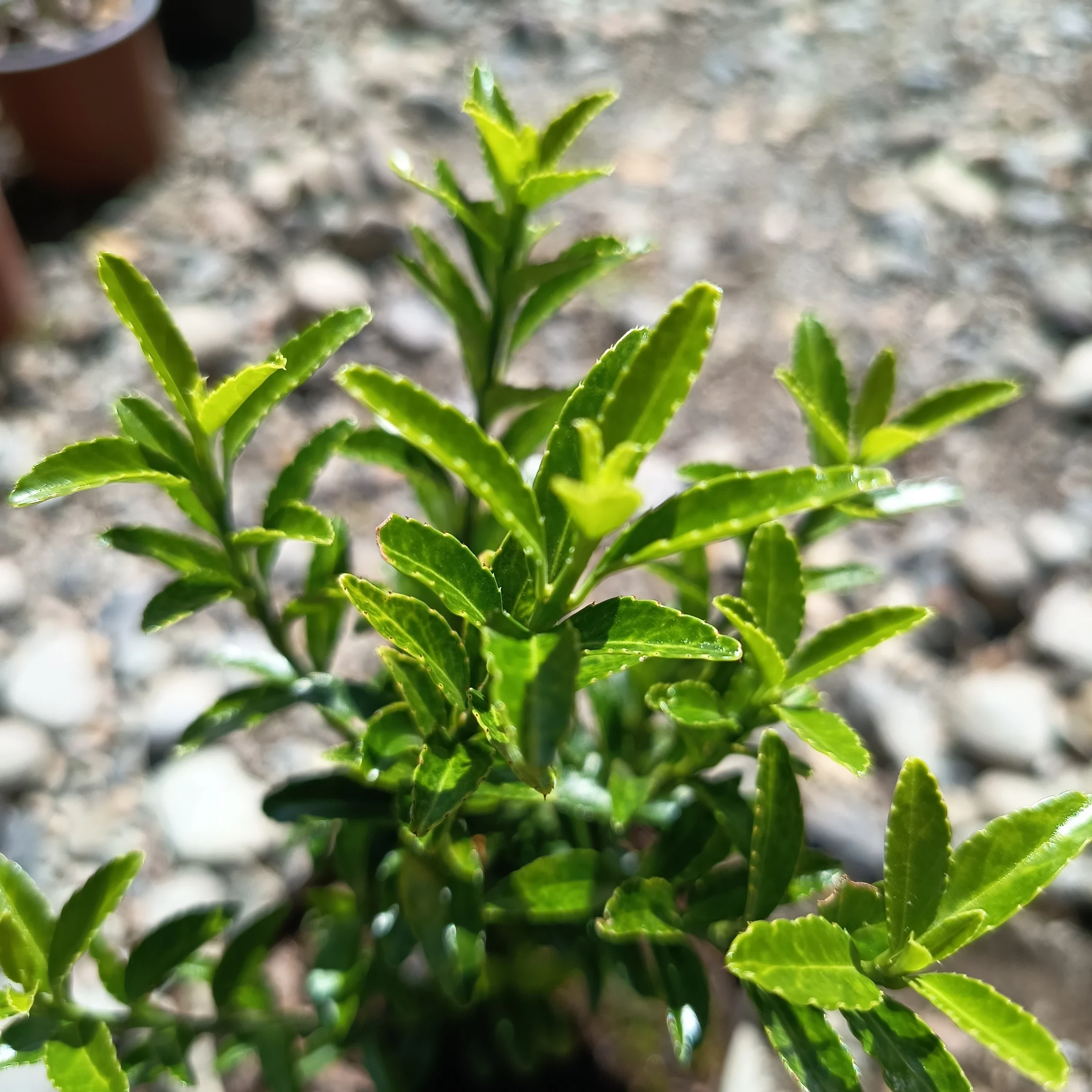 Evónimo Verde (Euonymus japonicus) 2