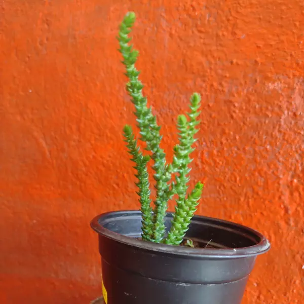 Crassula muscosa