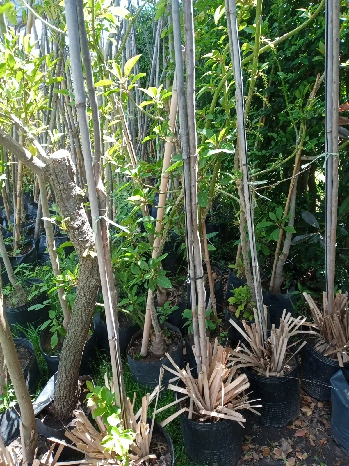 Crespon/Lagerstroemia Blanco  3