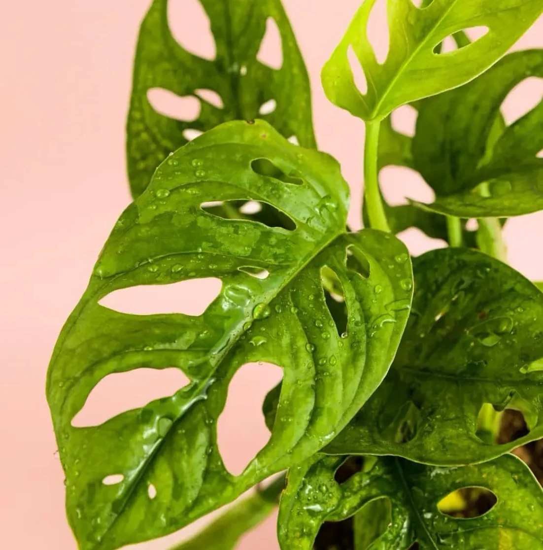 MONSTERA ADANSONII 2