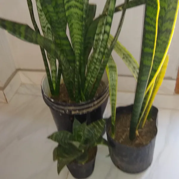 Plantas de interior.