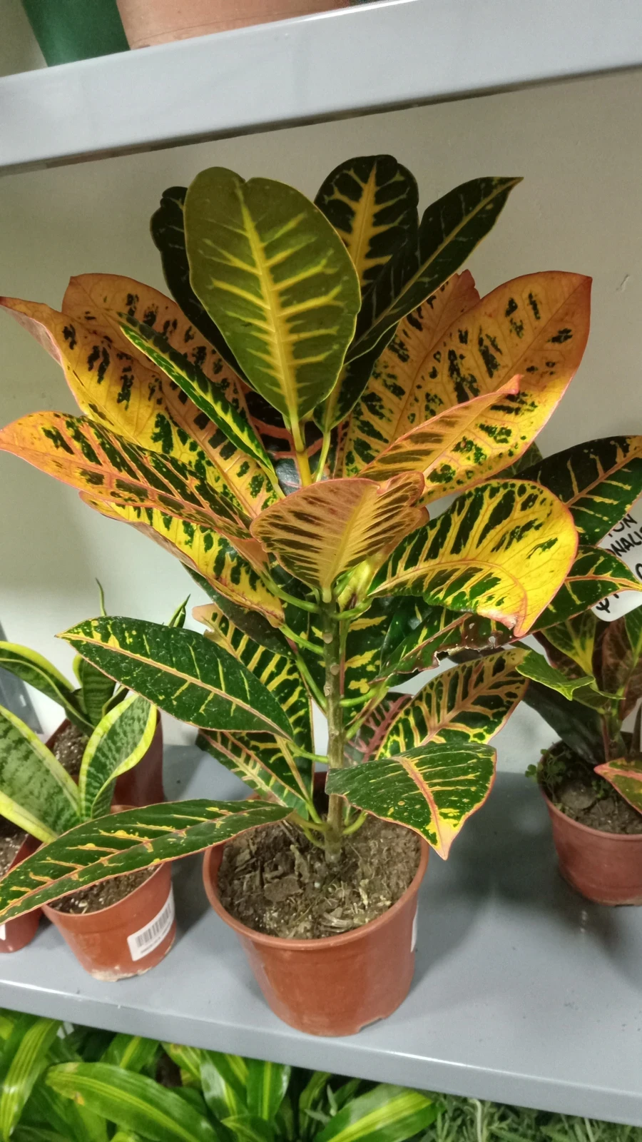 Croton Petra 50cm 2