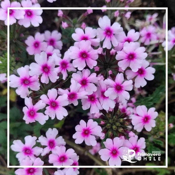 Verbena