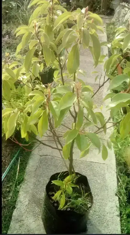 Alcanfor  2