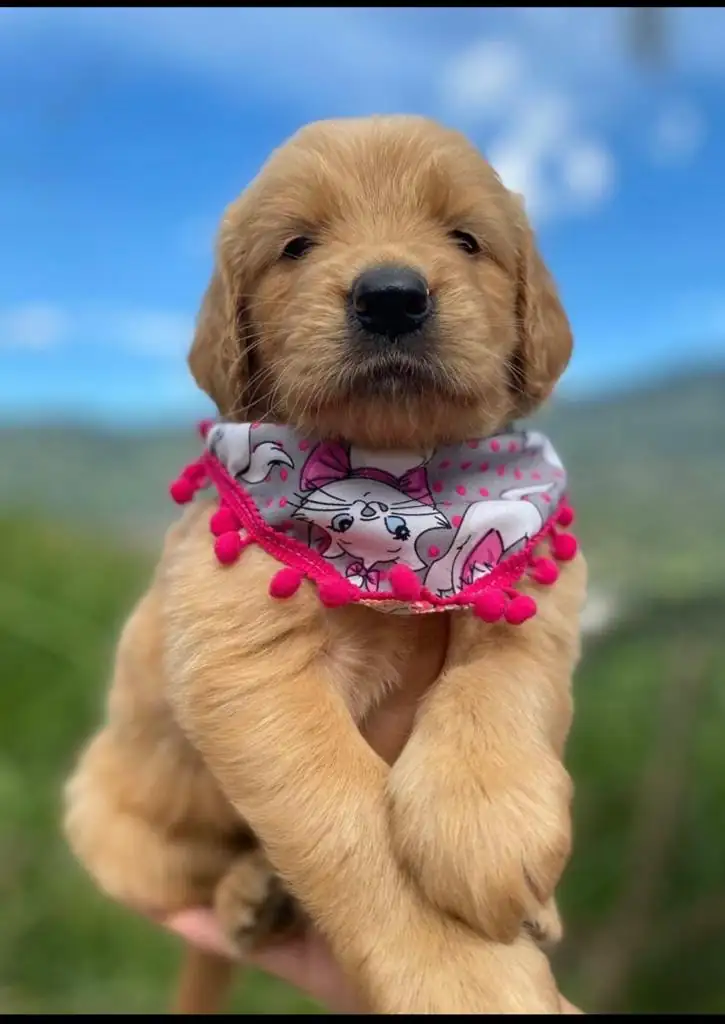 Golden Retriever  3