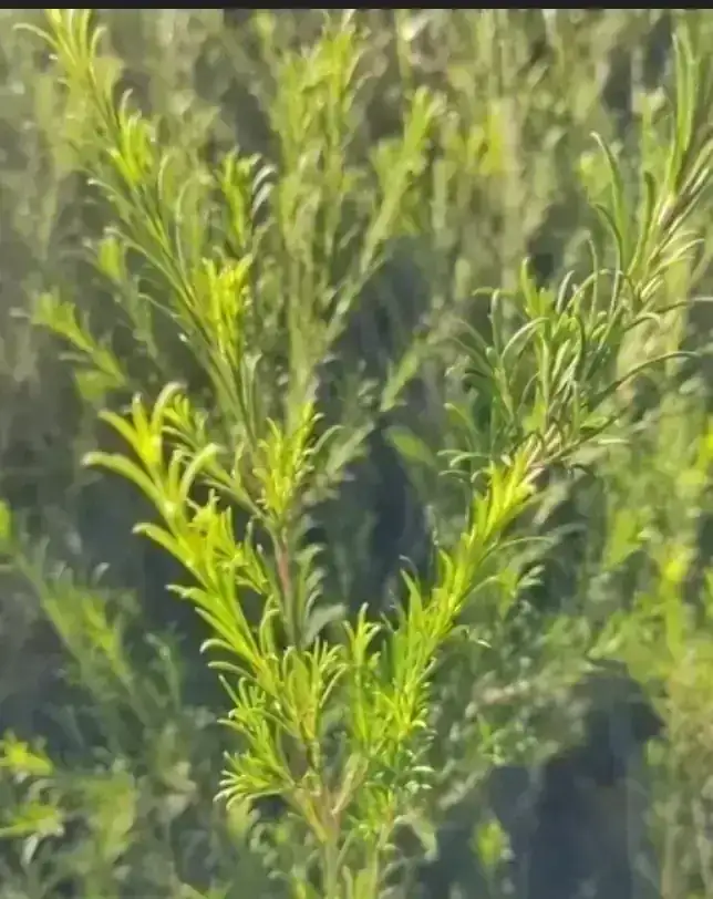 Melaleuca  2