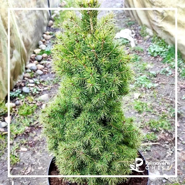 Picea Glauca Cónica / Abeto Blanco Enano 