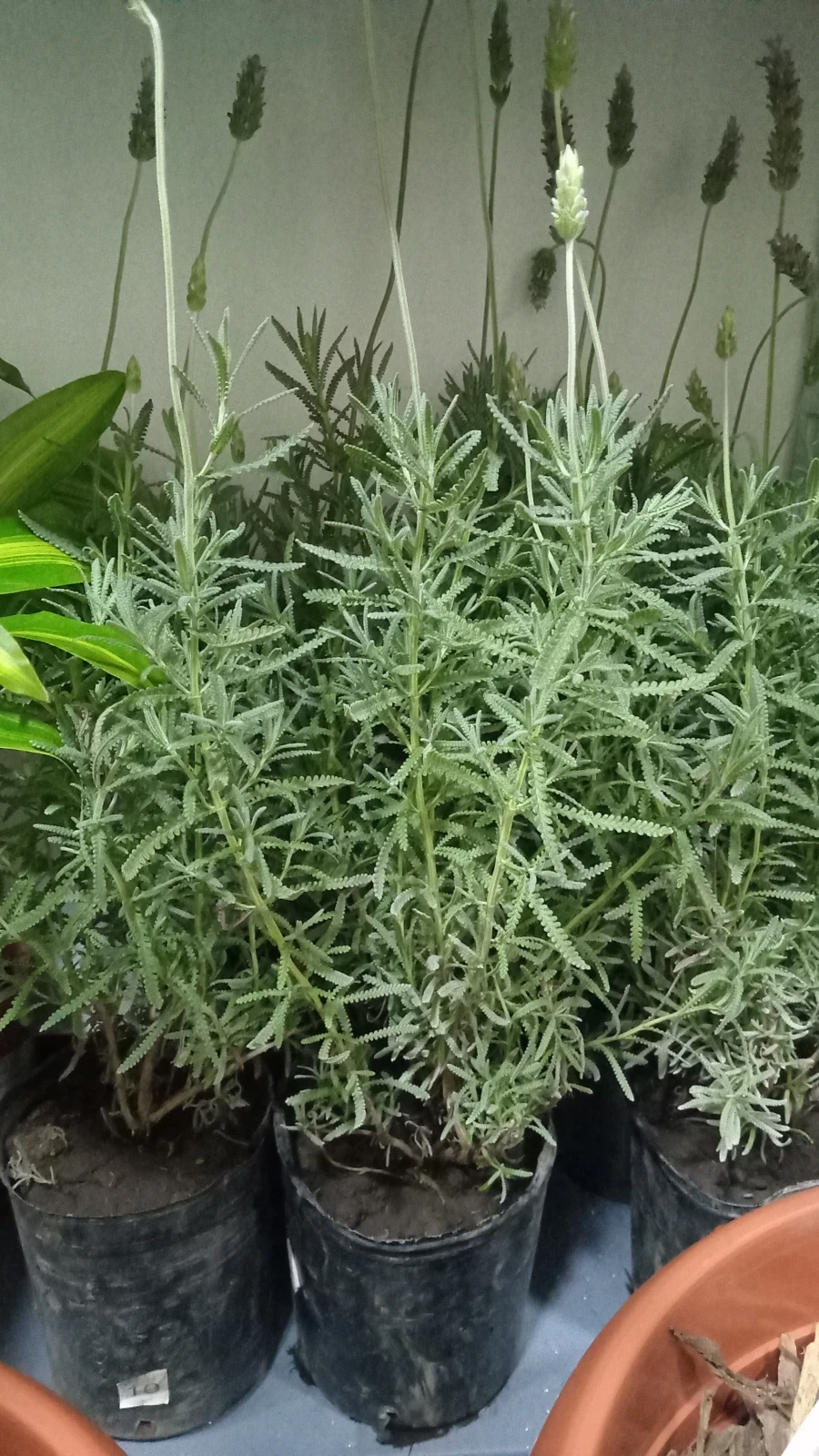 Lavanda  2