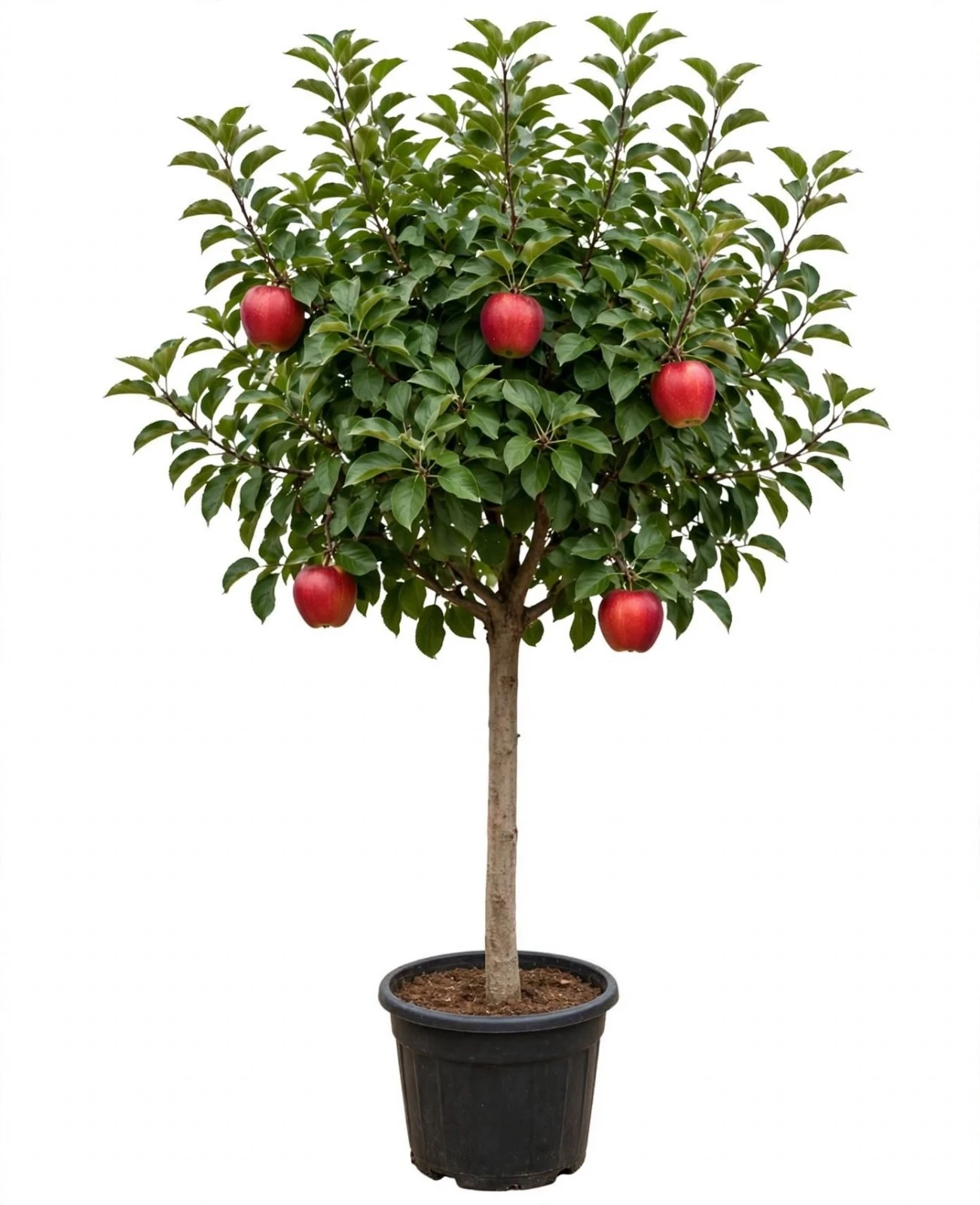 Manzano Rojo Arbol Grande
