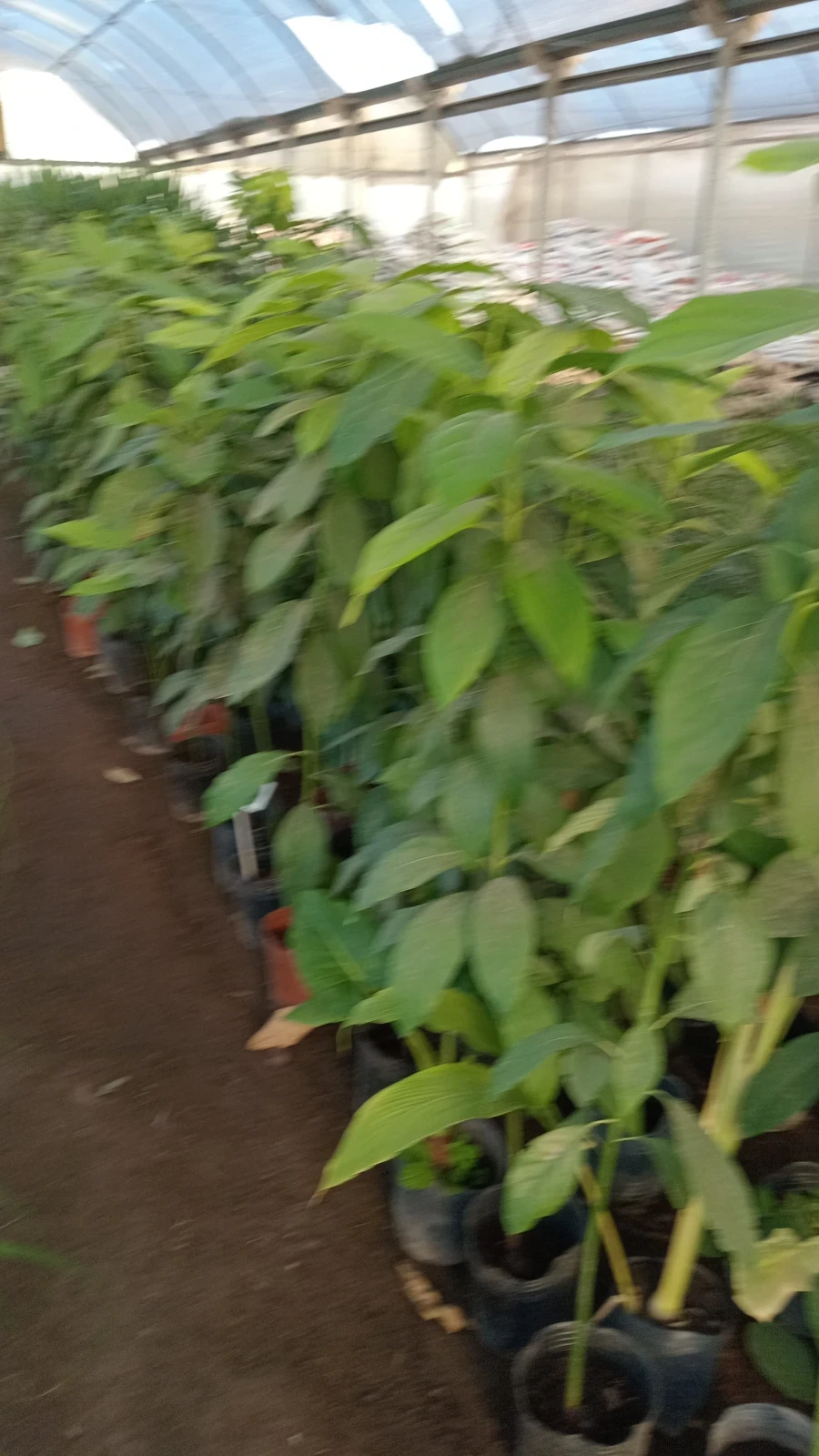 Palta Hass Orgánico  3