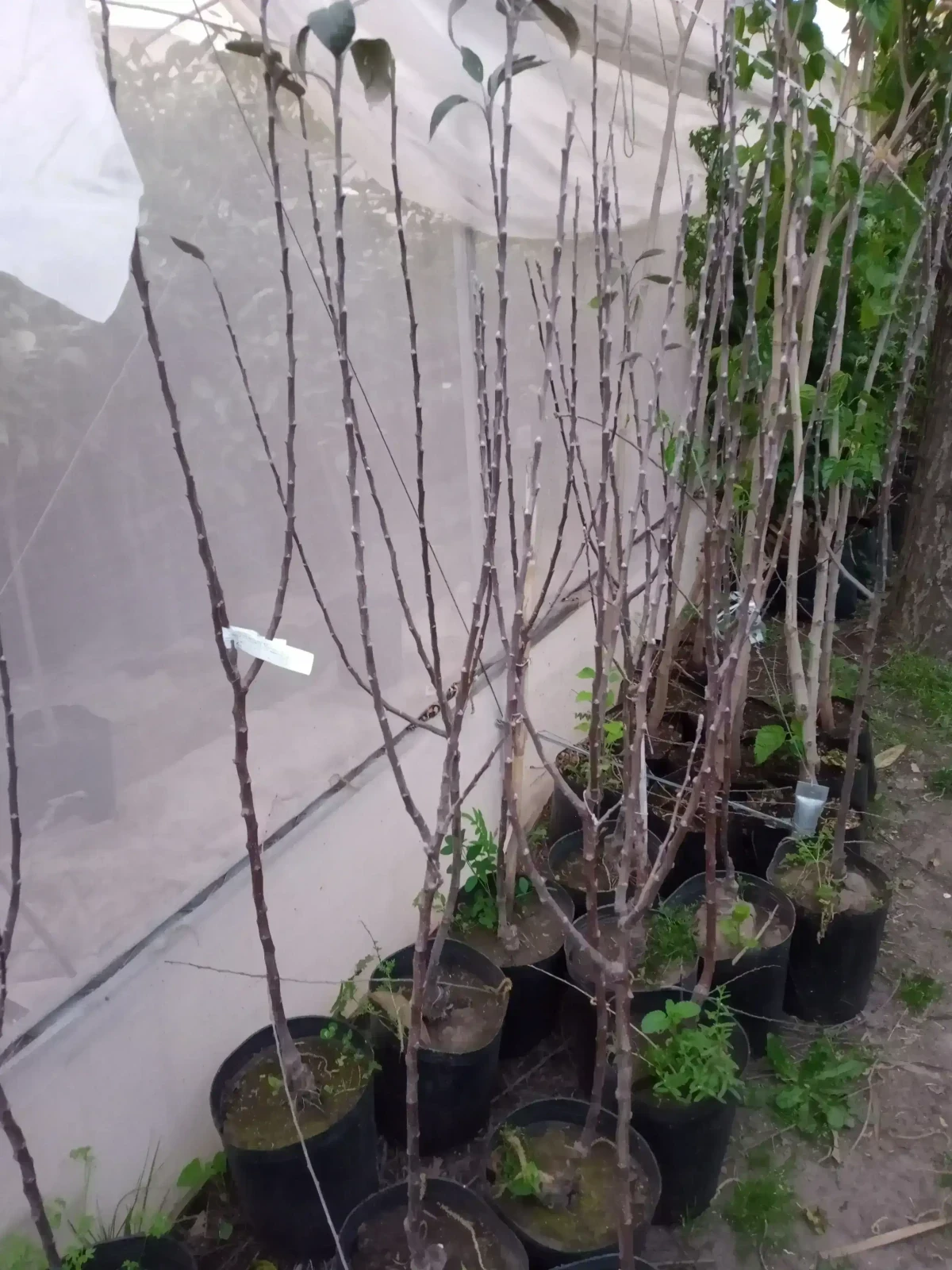 Manzana Red Delicius 2